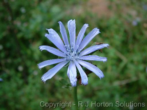 Radicchio flower_2 